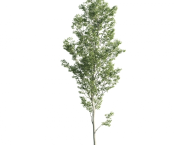 Modern Tree-ID:208376588