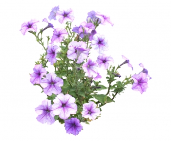现代植物花卉-ID:485333882