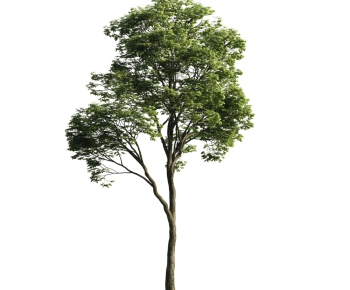 Modern Tree-ID:251159485