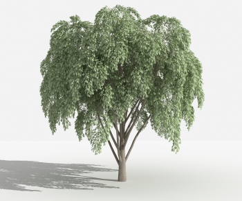 Modern Tree-ID:707421273