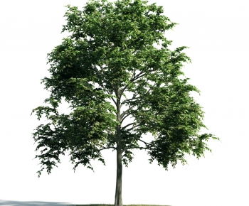 Modern Tree-ID:811210937