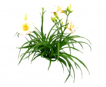 现代植物花卉-ID:523816523