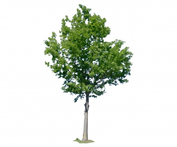Modern Tree-ID:348544883