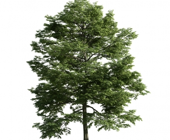 Modern Tree-ID:476958773