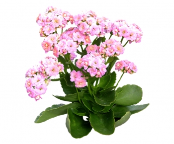 现代植物花卉-ID:598993578