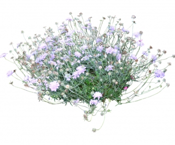 现代植物花卉-ID:346476652