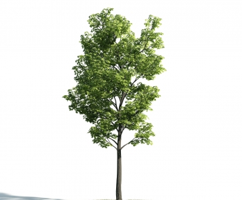 Modern Tree-ID:942058368