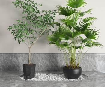 Modern Potted Green Plant-ID:479697892