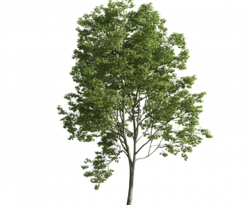 Modern Tree-ID:638081999