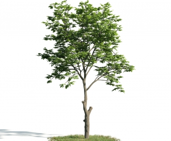 Modern Tree-ID:886709691