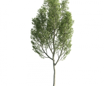 Modern Tree-ID:316362327