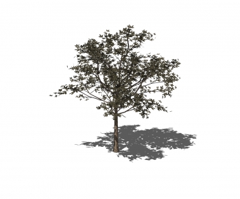 Modern Tree-ID:871642172