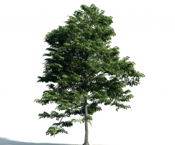 Modern Tree-ID:750792121