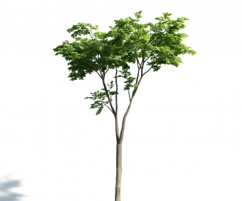 Modern Tree-ID:760445289