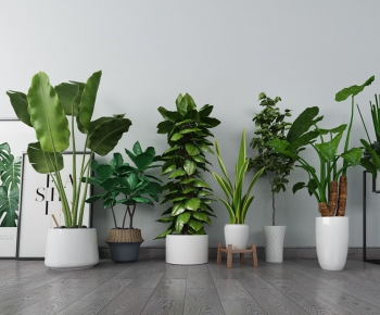 Modern Potted Green Plant-ID:807759158