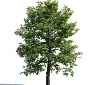 Modern Tree-ID:644972717