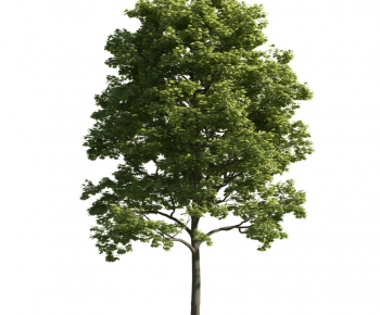 Modern Tree-ID:563241638