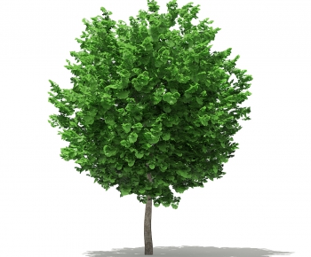 Modern Tree-ID:822452616