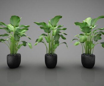 Modern Potted Green Plant-ID:920858164