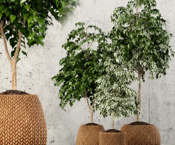 Modern Potted Green Plant-ID:827715117