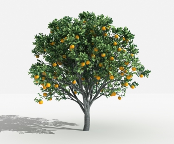 现代橙子树-ID:687534525