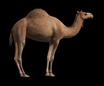 现代动物骆驼-ID:929463342