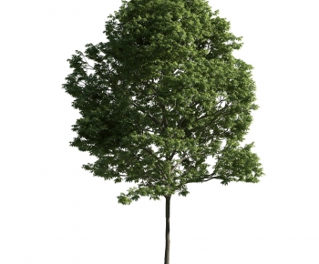 Modern Tree-ID:500544622