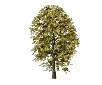 Modern Tree-ID:262789178