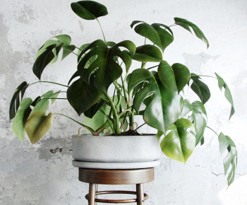 Modern Potted Green Plant-ID:436345332