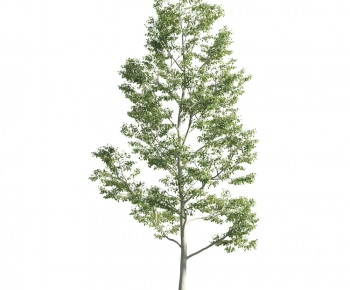 Modern Tree-ID:170808291