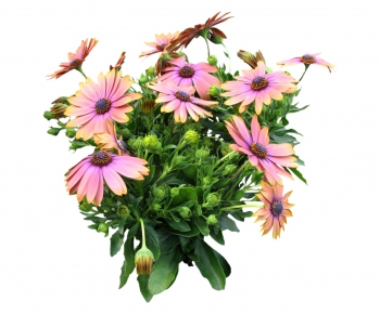 现代植物花卉-ID:450611556