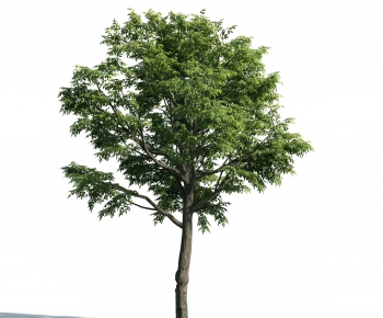 Modern Tree-ID:650896422