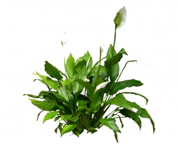 现代绿色植物-ID:617937718