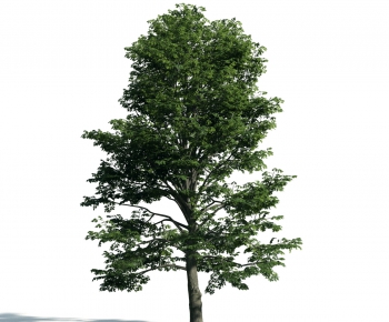 Modern Tree-ID:734399913