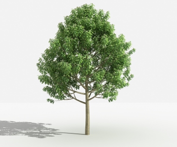 Modern Tree-ID:755310385