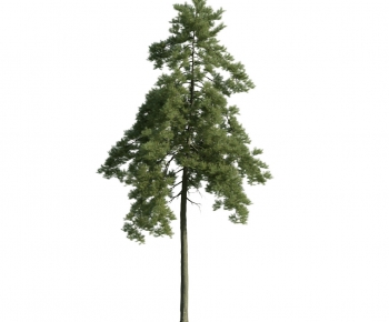 Modern Tree-ID:594264286