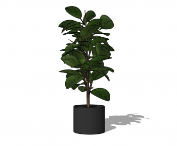 Modern Potted Green Plant-ID:558888211