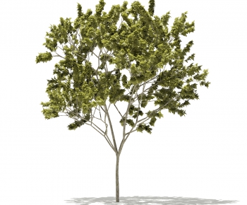 Modern Tree-ID:840115177