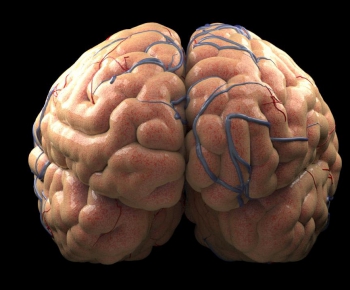 现代大脑医疗模型-ID:148943444