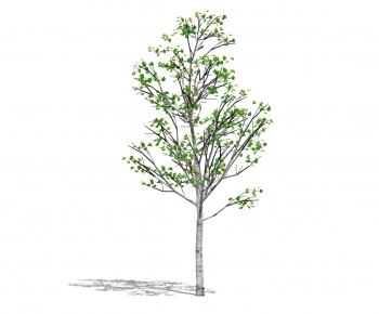 Modern Tree-ID:825185641