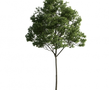 Modern Tree-ID:649203476