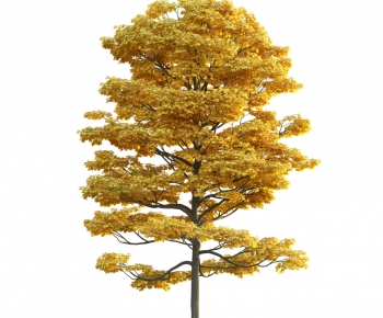 Modern Tree-ID:437244543