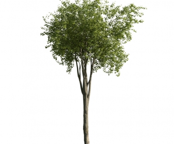 Modern Tree-ID:429828315