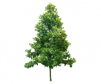 Modern Tree-ID:355516745