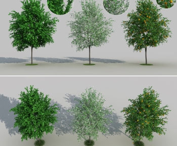 Modern Tree-ID:202041827