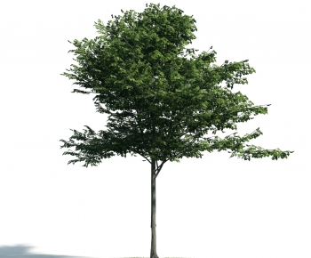 Modern Tree-ID:976901442