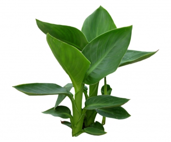 Modern Plant-ID:615628146