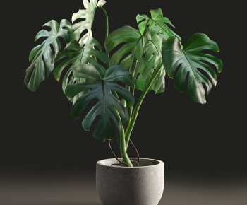 Modern Plant-ID:935114311