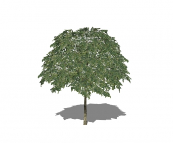 Modern Tree-ID:817271728