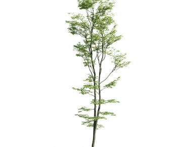 Modern Tree-ID:238489227